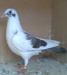 الصورة الرمزية عادل المطيري