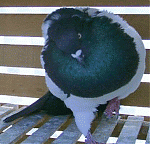 الصورة الرمزية زين الدين