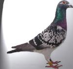 الصورة الرمزية ابو خالد العتيبي