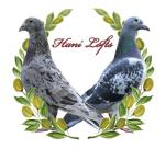 الصورة الرمزية Hani Hosni