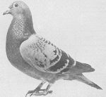 الصورة الرمزية Dayrk