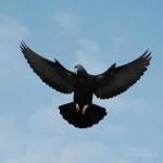 الصورة الرمزية فلاح العراقي