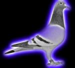 الصورة الرمزية المنشار